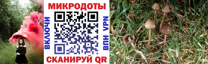 Псилоцибиновые грибы ЛСД  где продают   Ядрин 